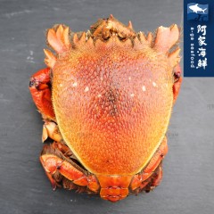 【阿家海鮮】鮮甜活凍旭蟹450g±10%/隻